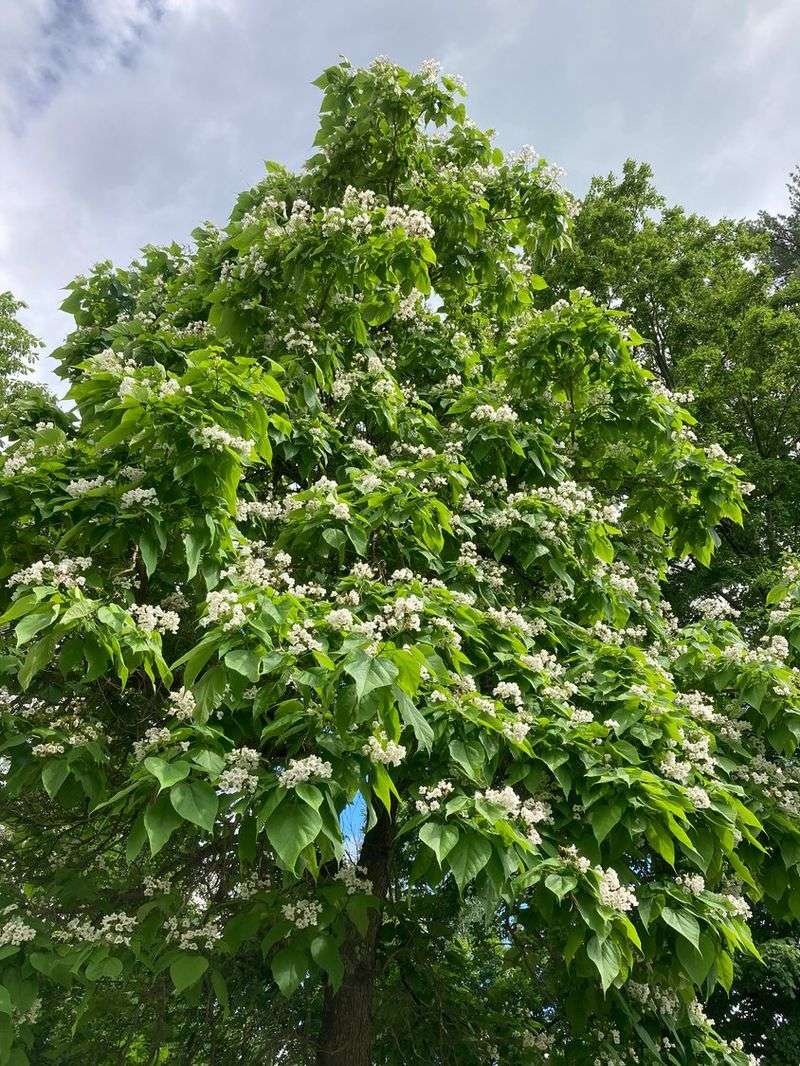 Catalpa Tree
