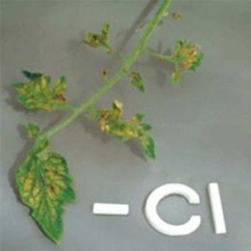 Watering with Chlorinated Water