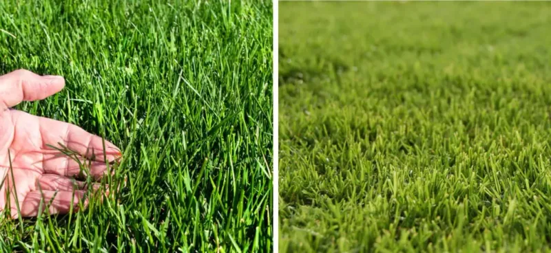 Using Incorrect Grass Type