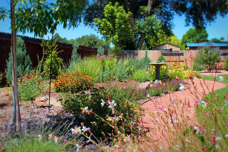 A “Perfect Lawn” Is a Pollinator Desert