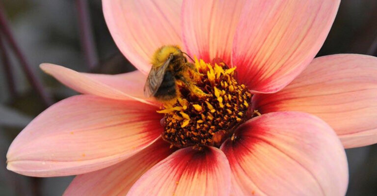 Not All Dahlias Are Bee-Friendly – But These 12 Will Blow Your Mind!