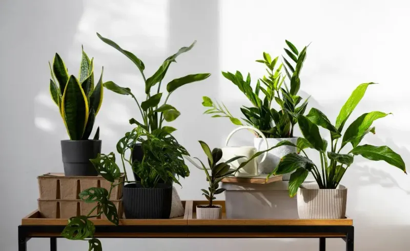 Neglecting Indoor Plants