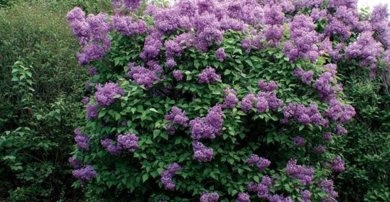 Now Is the Best Time to Prune Lilacs for Stunning Summer Blooms—Here’s Exactly How