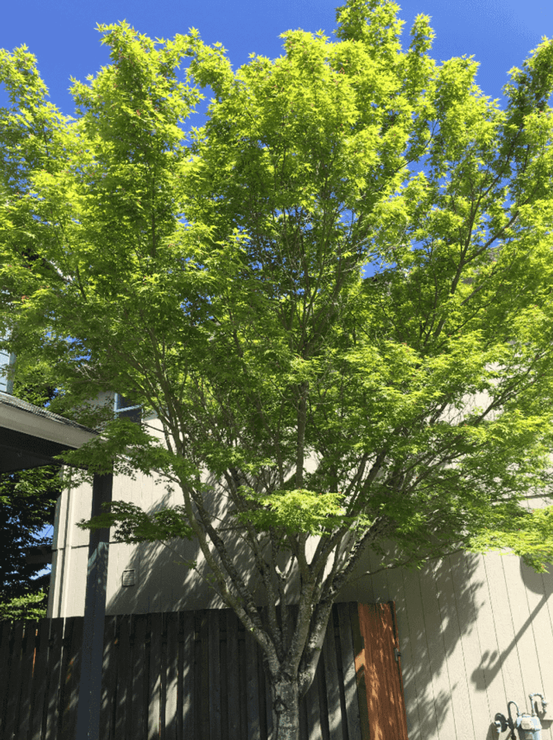 Deep Shade Under Trees