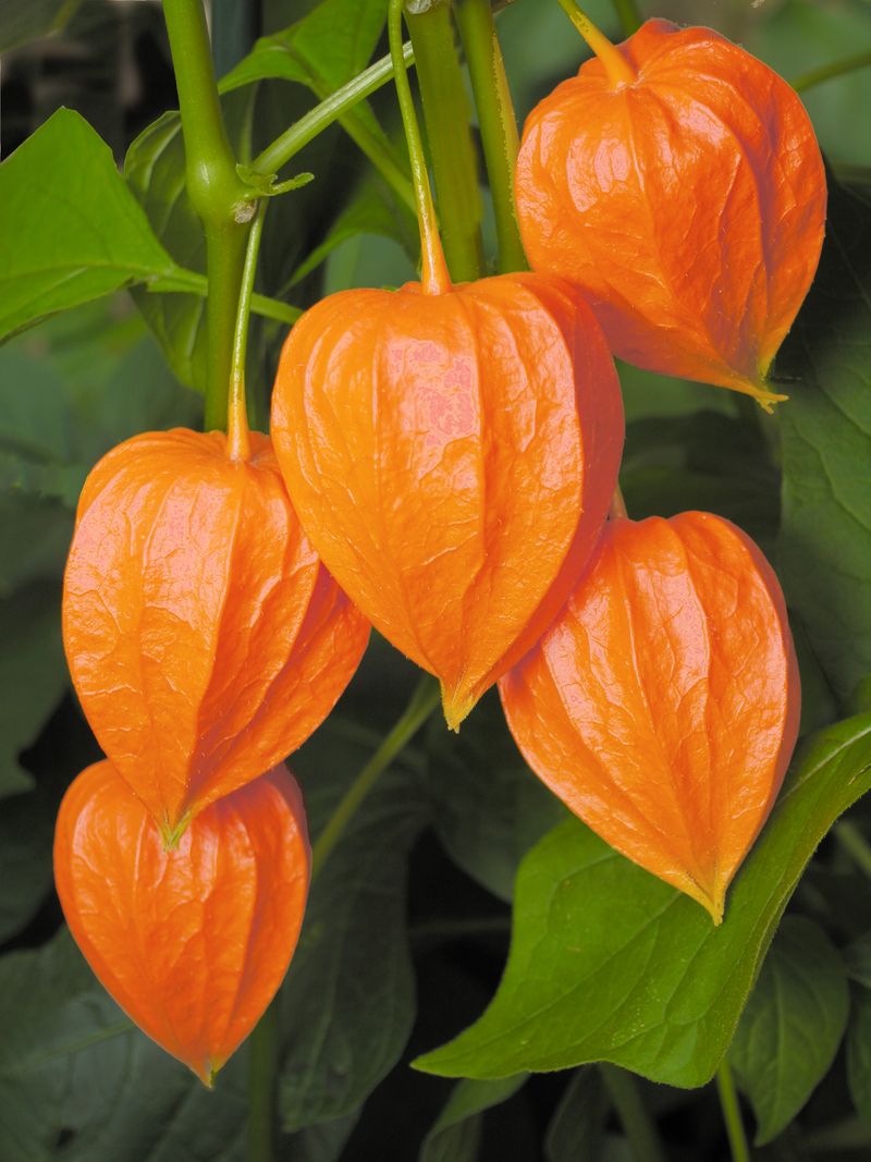 Chinese Lanterns (Physalis alkekengi)
