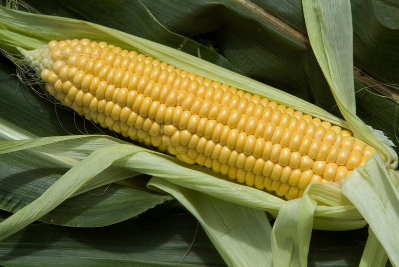 Sweet Corn (60-90 days) – Plant a fast-maturing variety.