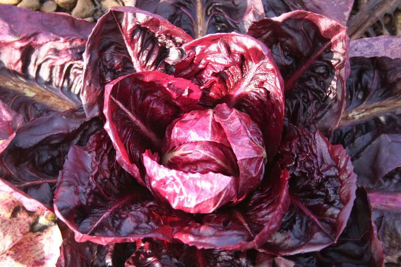 Radicchio and Fennel