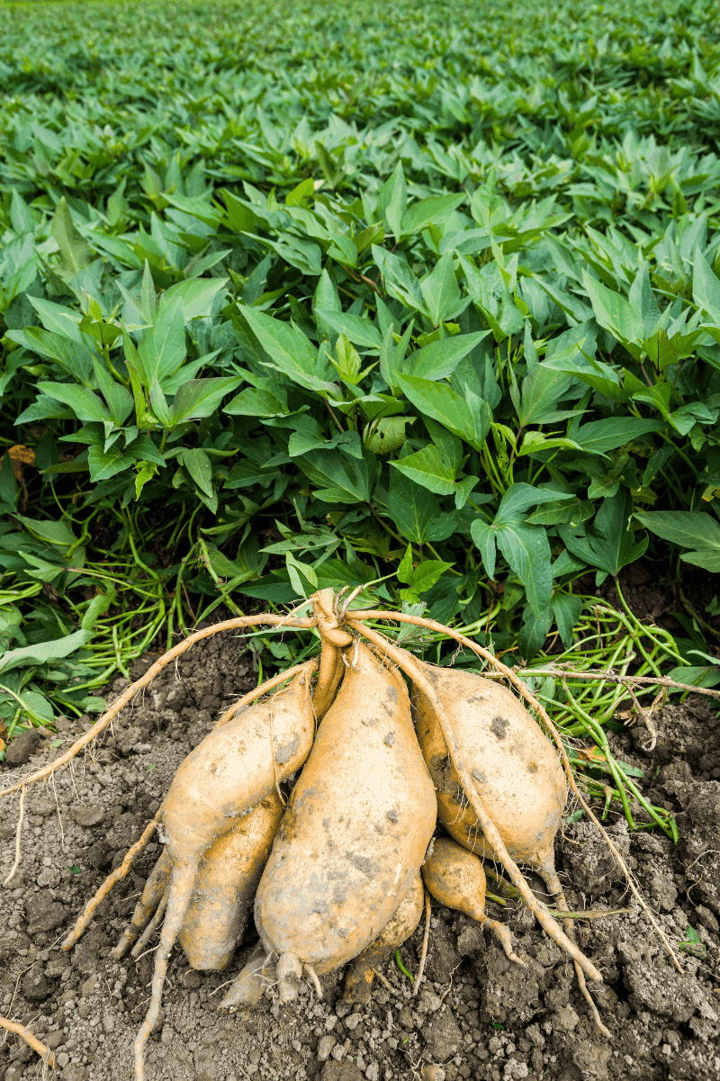 Sweet Potatoes