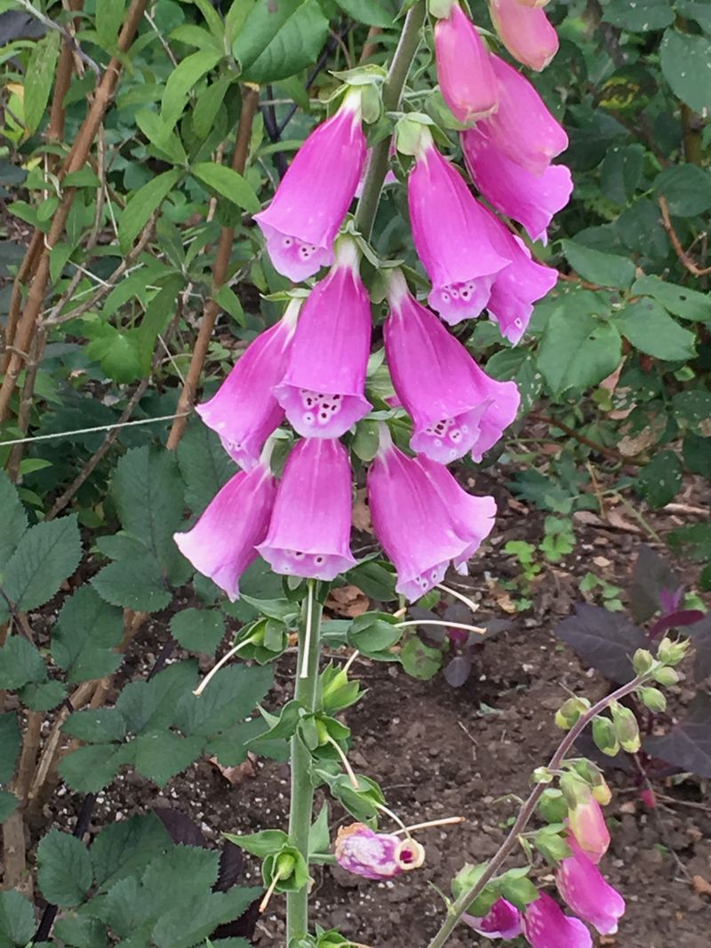 Foxglove
