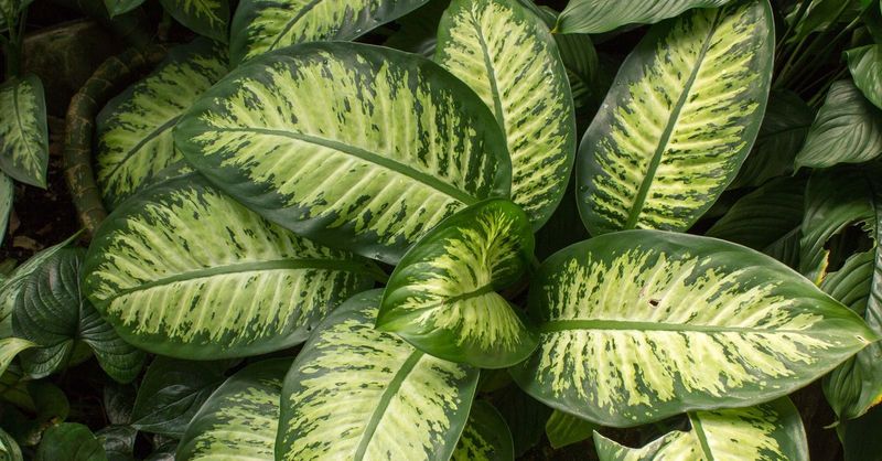 Dumb Cane (Dieffenbachia) ☠️