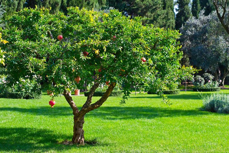 Pomegranate Tree