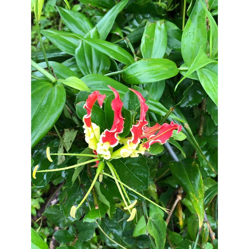 It Looks Like a Flame, and That’s No Coincidence