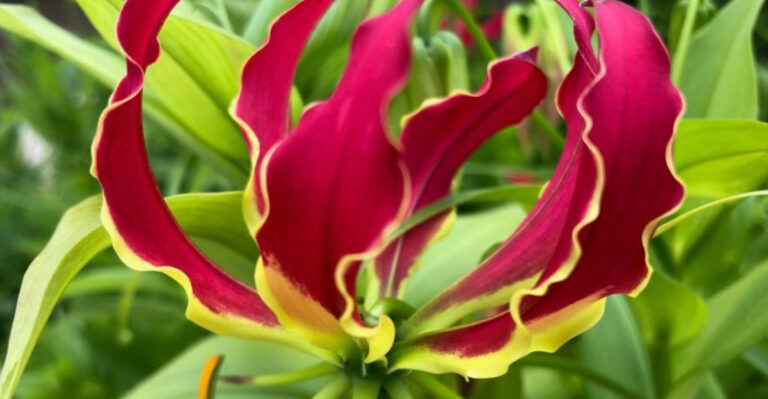 Once You See This ‘Fire Lily,’ You’ll Want It in Your Garden Immediately
