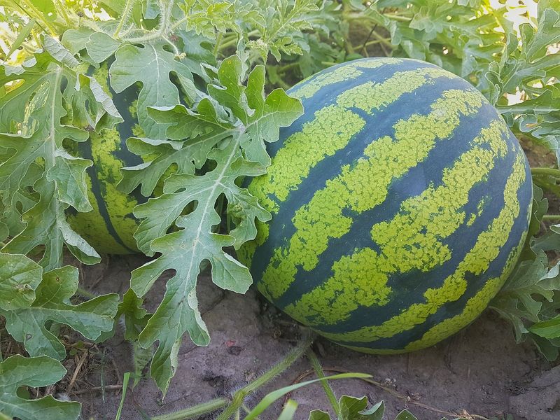 Melons (Watermelon, Cantaloupe)