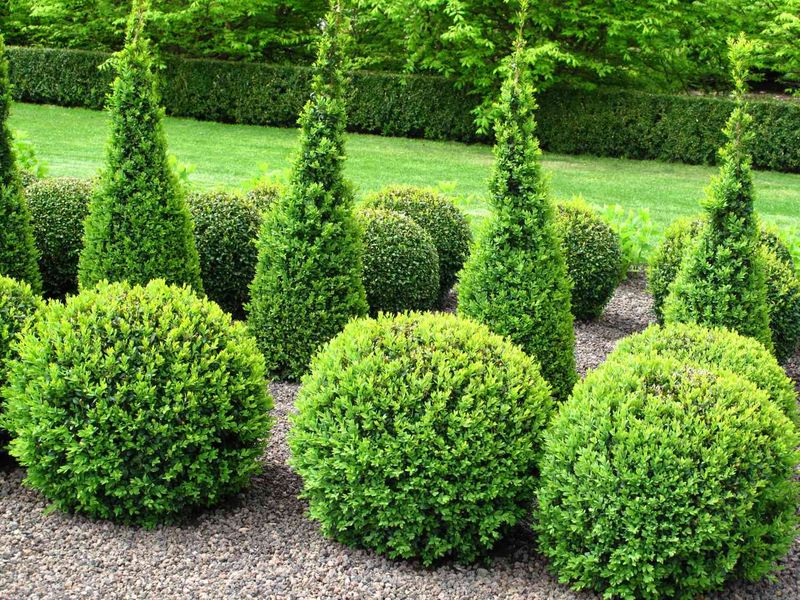 Plant Evergreen Shrubs