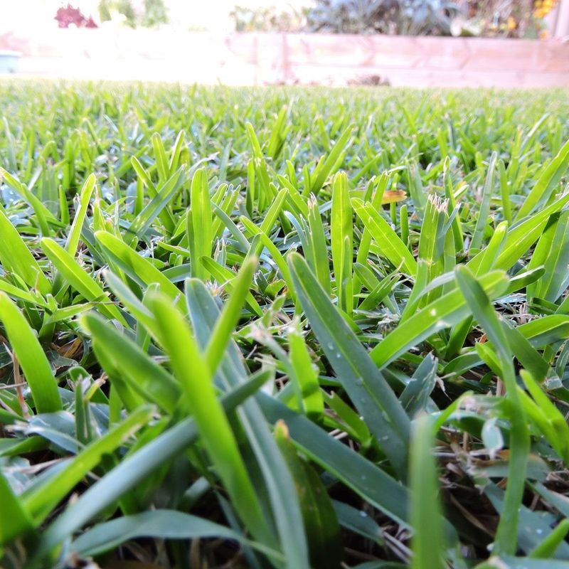 Integrate Drought-Resistant Varieties