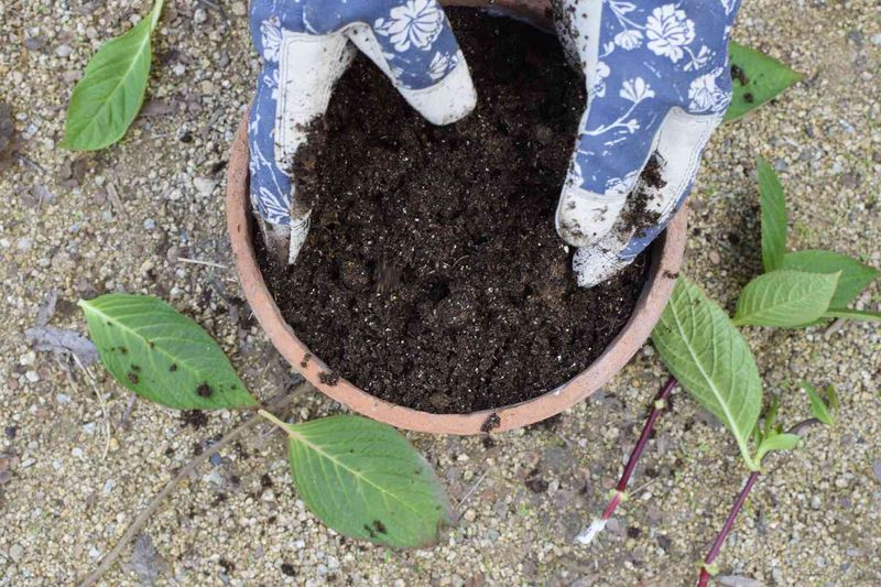 Prepare Your Potting Mix