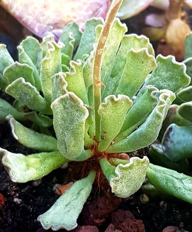 Adromischus Cristatus