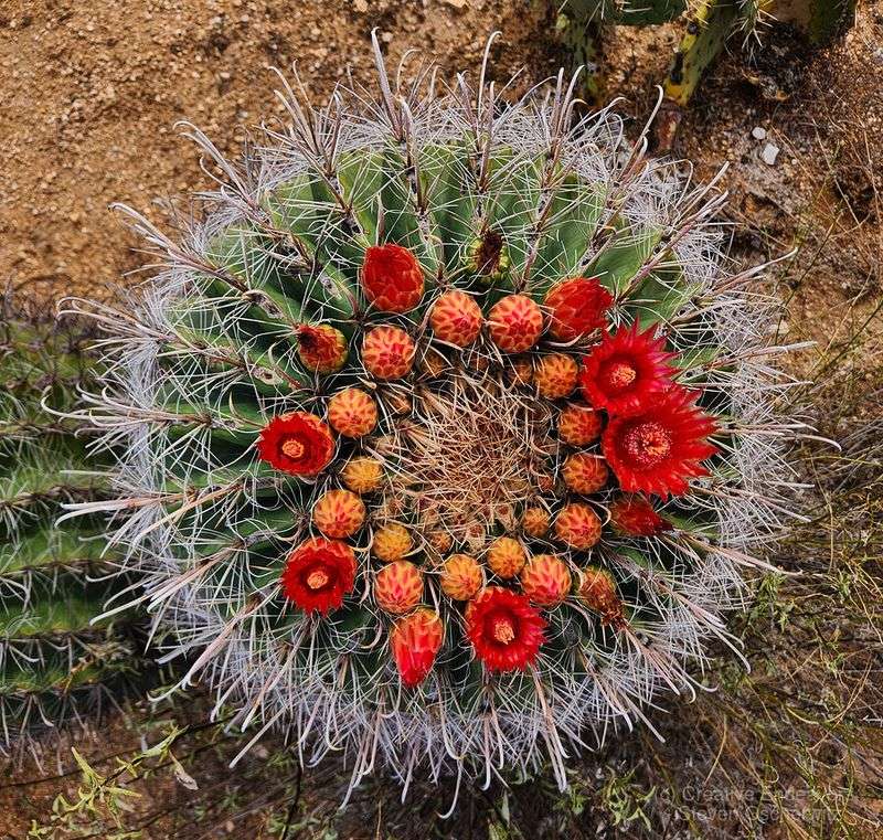 Ferocactus (Barrel Cactus)