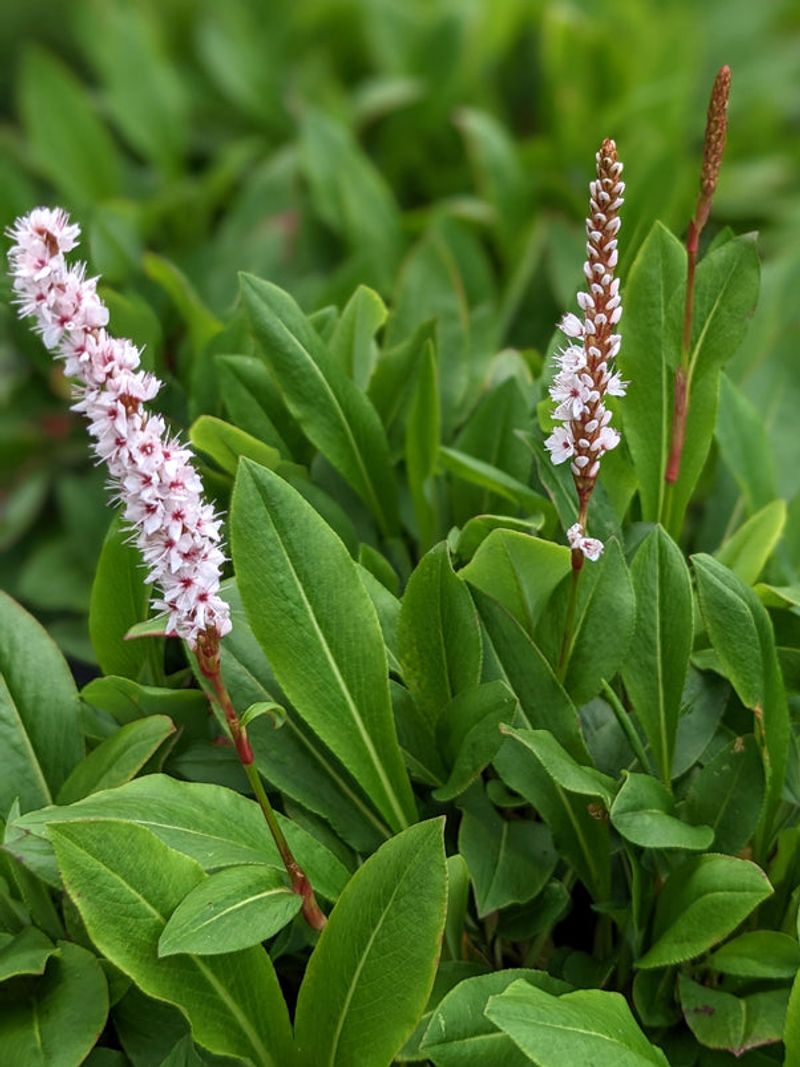 Bistort: The Easter Ledge Pudding Plant