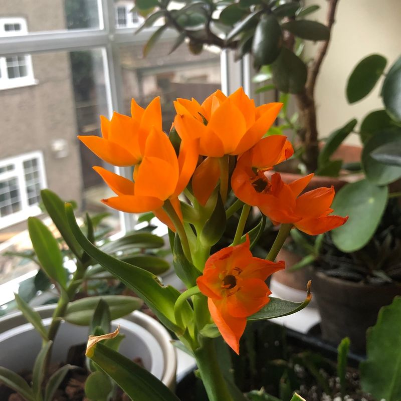 Orange Star Plant