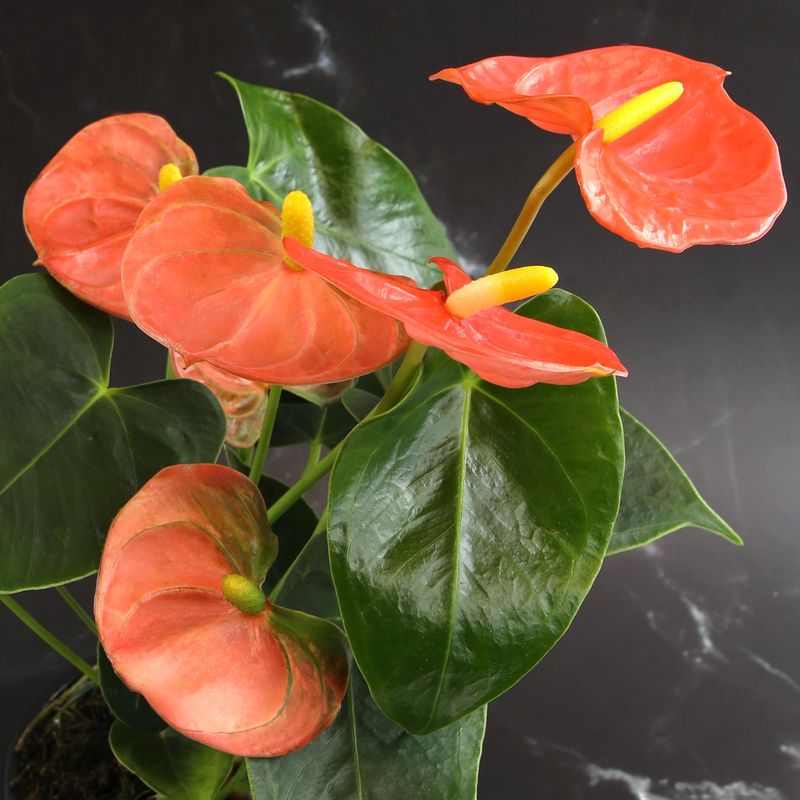 Orange Anthurium