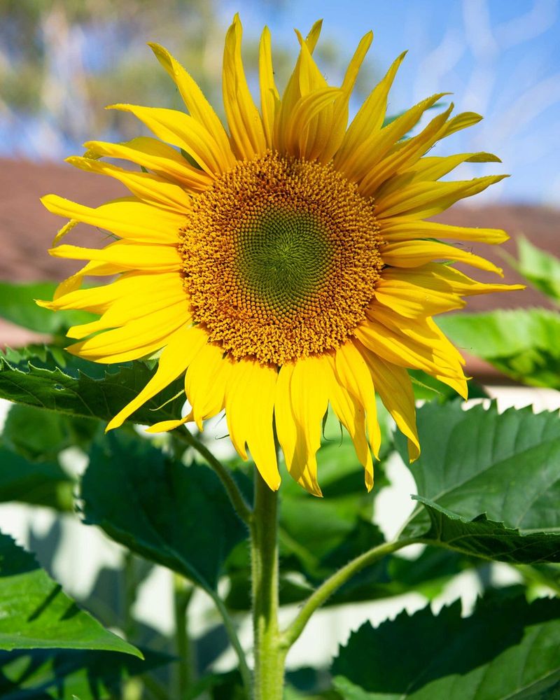 Sunflower