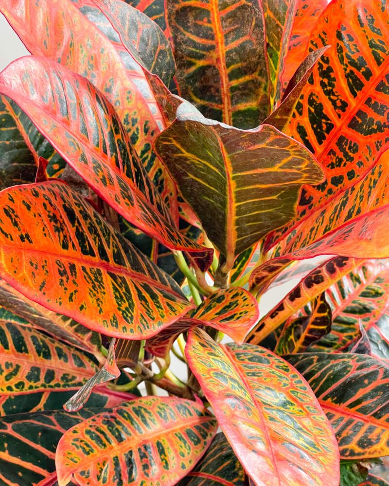 Croton