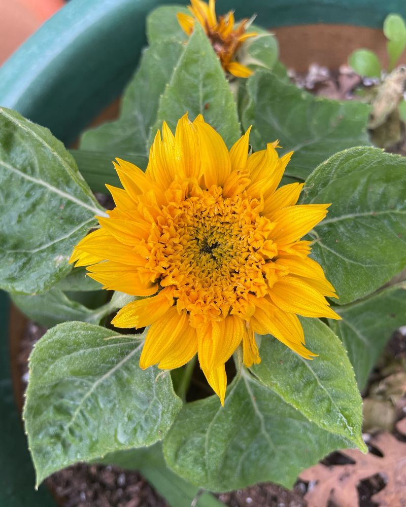 Dwarf Sunflowers