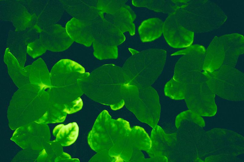 Tobacco Plants (Nicotiana tabacum - Bioengineered Glow)