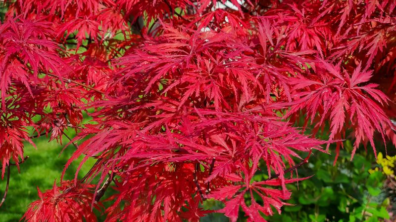 Japanese Maple (in Hot Climates)
