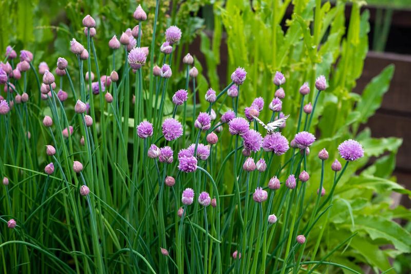 Chives