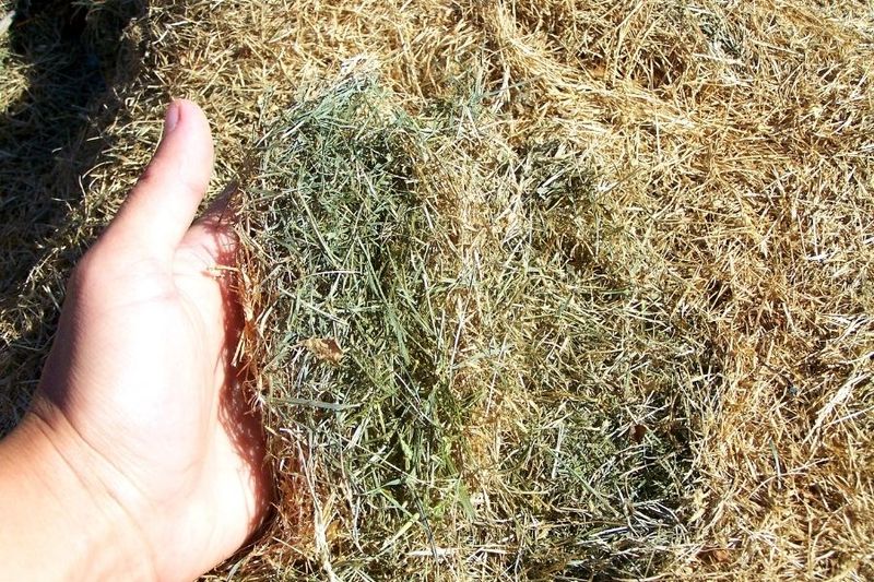 Dried Grass Clippings