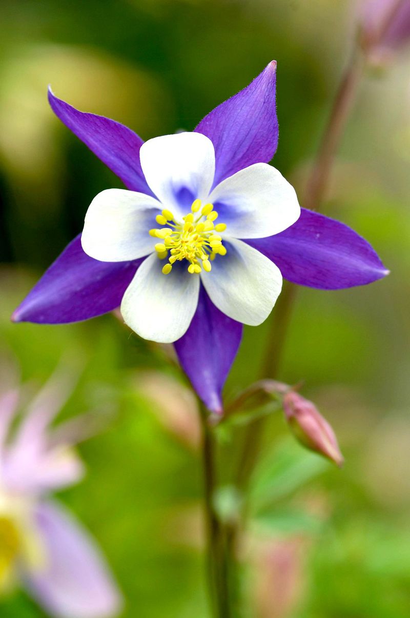 Columbine (Aquilegia spp.)