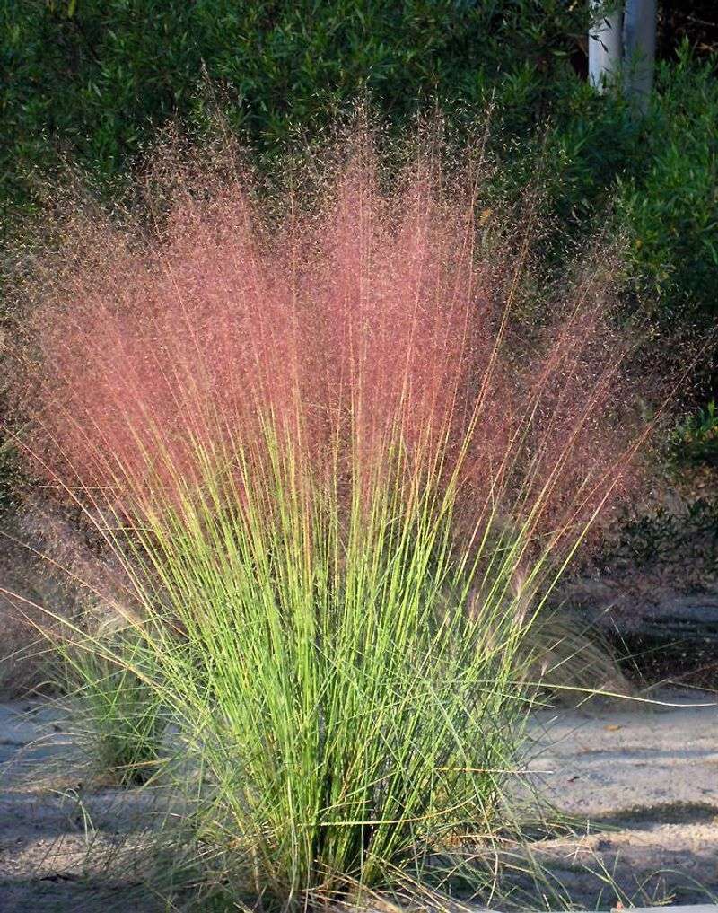 Pink Muhly Grass (Muhlenbergia capillaris)