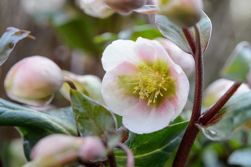 Hellebores (Lenten Rose)