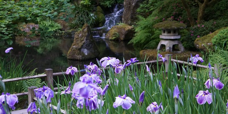 Iris Flower Bed