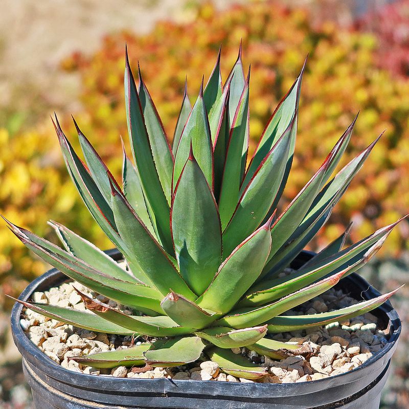 Agave (Agave americana, Agave parryi) – Why it survives: Stores water in thick leaves.