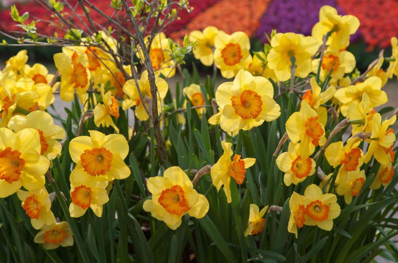 Daffodils (Narcissus)