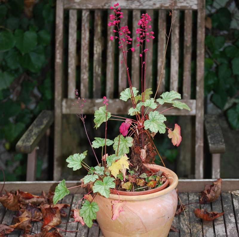 Heuchera (Coral Bells)