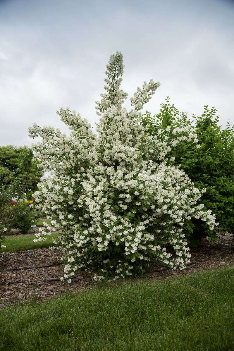 Mock Orange Hedge