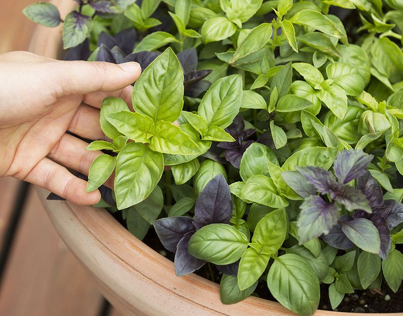 Aromatherapy with Scented Plants