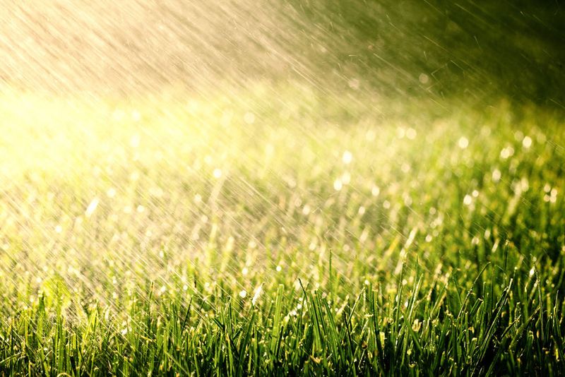 Applying Fertilizer Before Rain