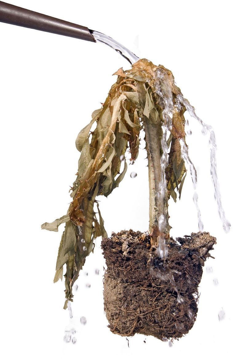 Under-Watering Your Plants