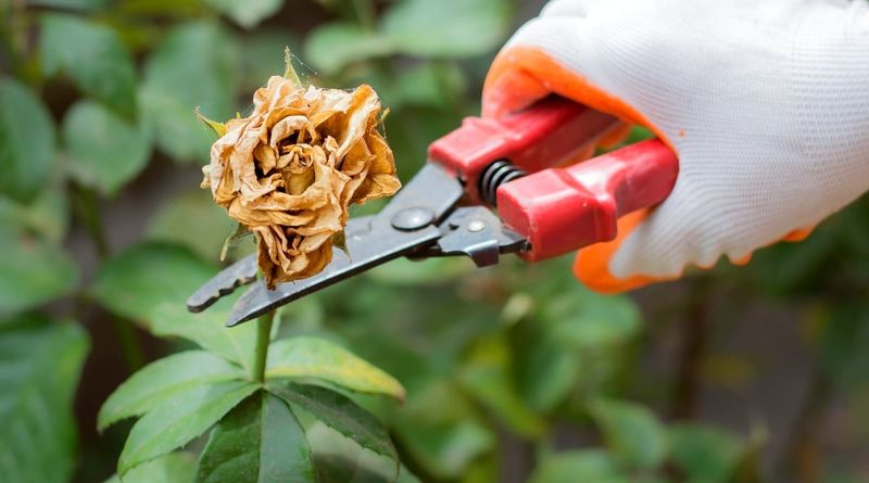 Neglecting Deadheading