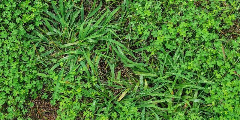 Evaluate Lawn Aesthetics