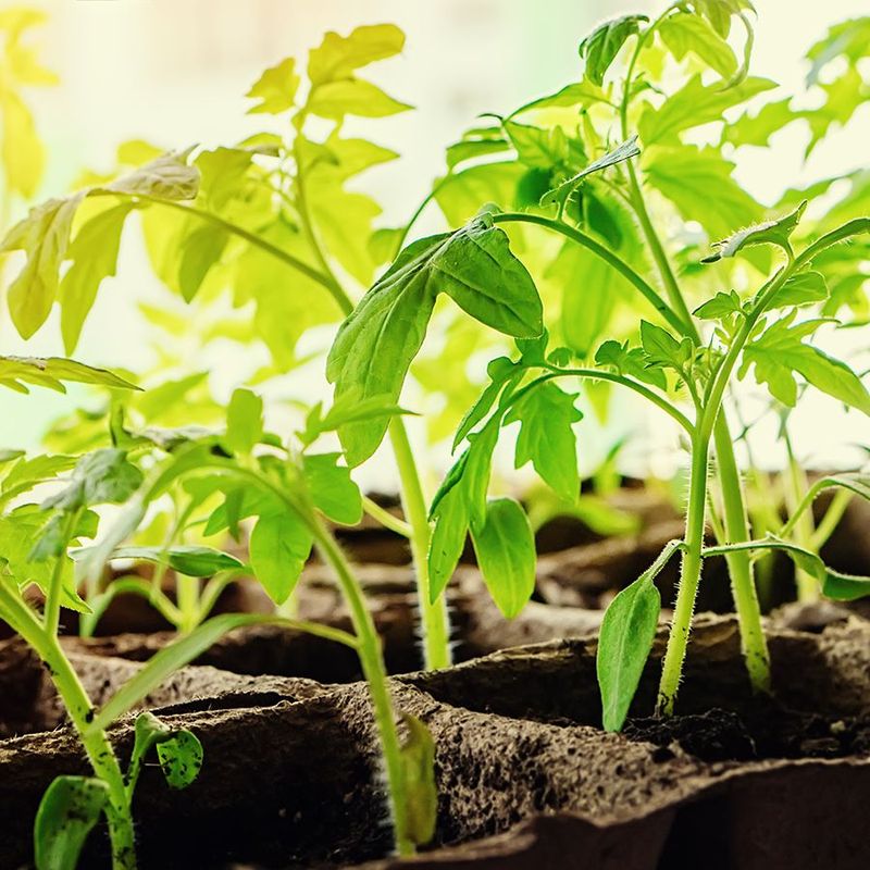 Not Enough Light (Spindly, Weak Seedlings)