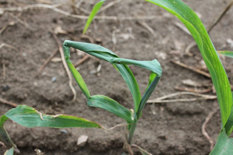 Herbicide Injury