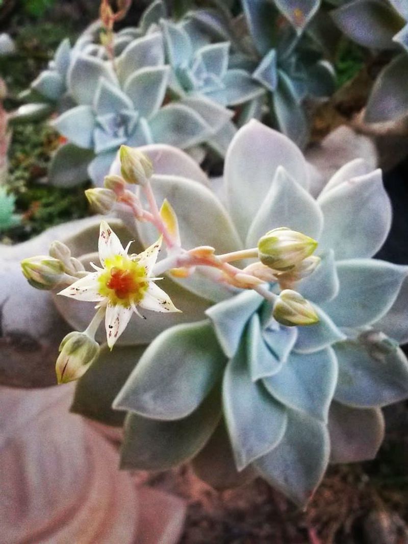 Graptopetalum Paraguayense
