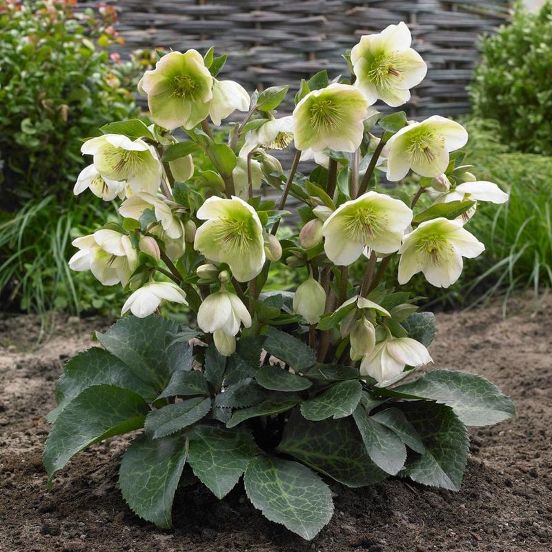 Hellebore